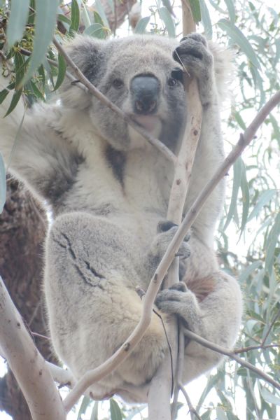 KING湖、考拉、蚊子及其它