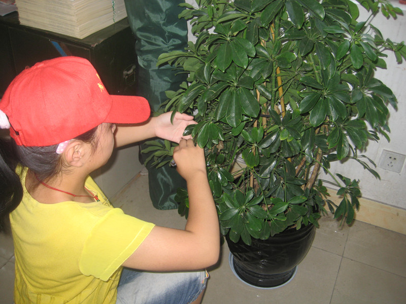 我校志愿者開展活動-----讓花草更美更絢爛 我校志愿者開展活動-----讓花草更美更絢爛